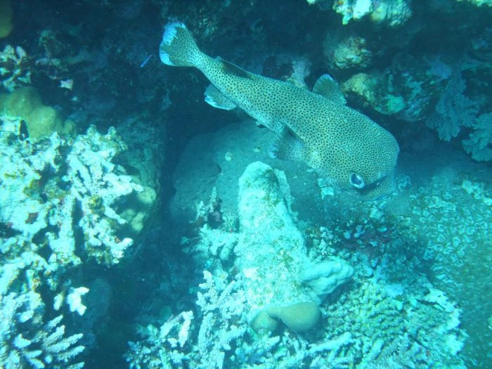 Красное Море регион