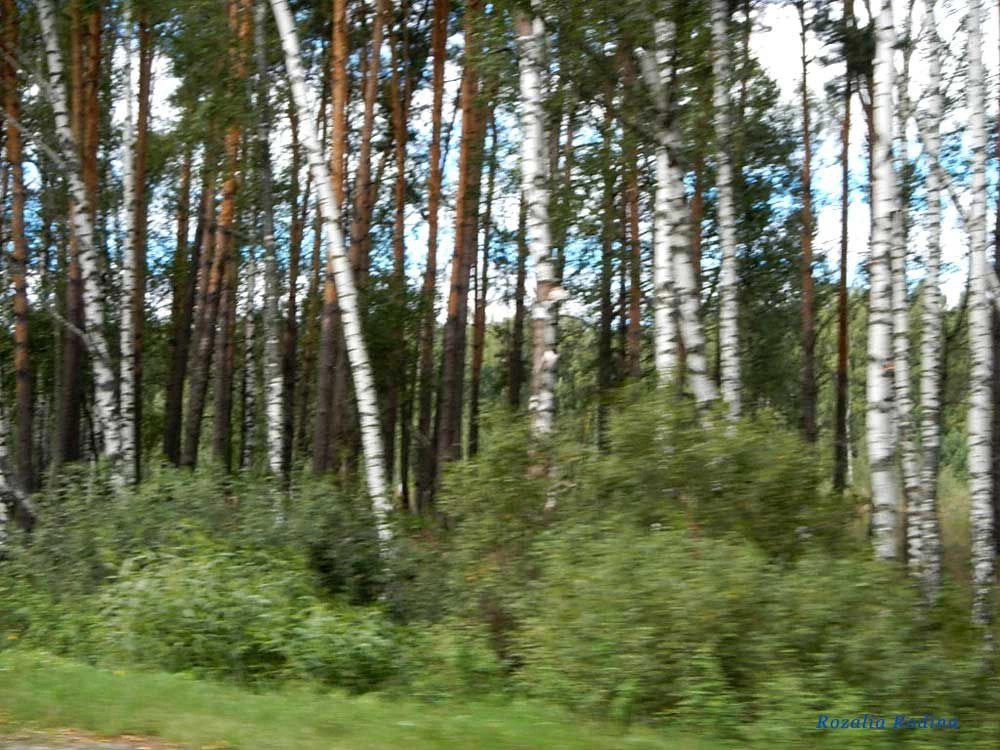 Выгоничский район