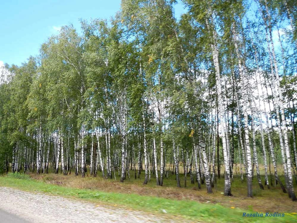 Выгоничский район