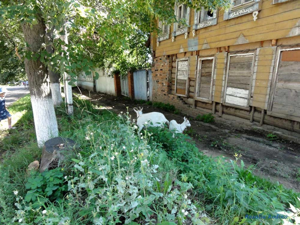 Козьмодемьянск город