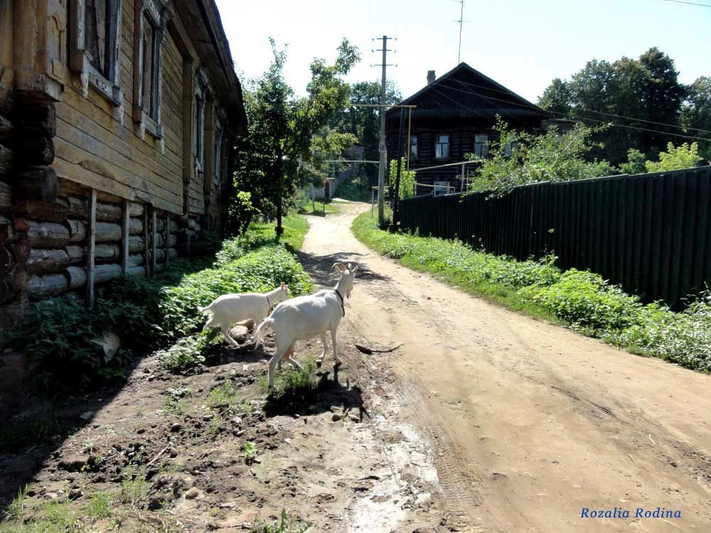 Козьмодемьянск город