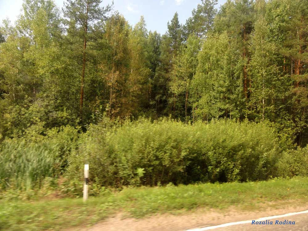 Городецкий район