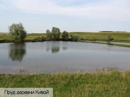 Кивой