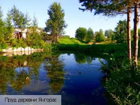 Янгорас