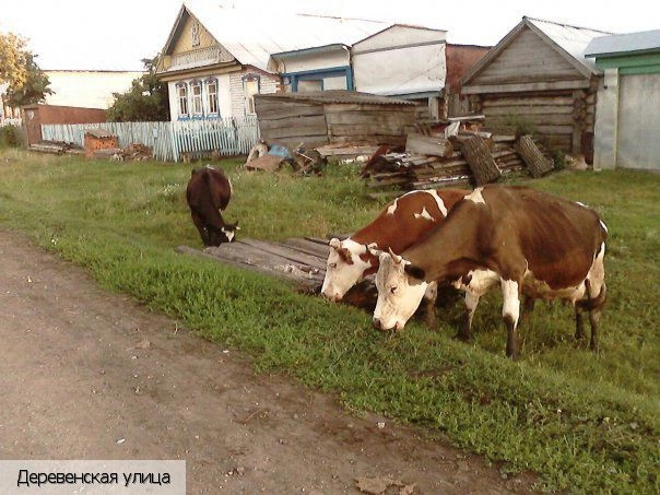 Нижнее Тимерчеево деревня
