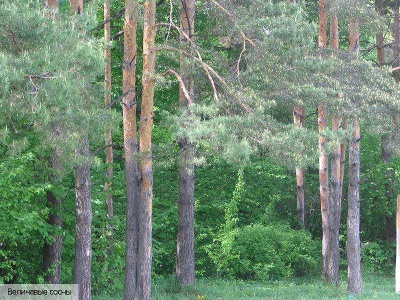 Красноармейское село (Красноармейский р-н)