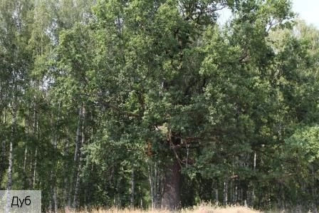 Ильинка село (Моргаушский р-н)