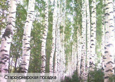 Урмарский район