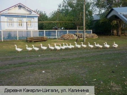 Шемуршинский район