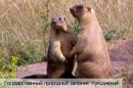 Ядринский район