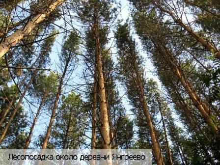 Янгиреево деревня