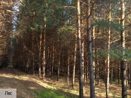 Янтиковский район