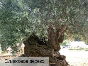 Хорафакия