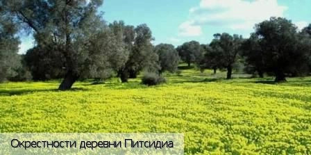 Питсидиа
