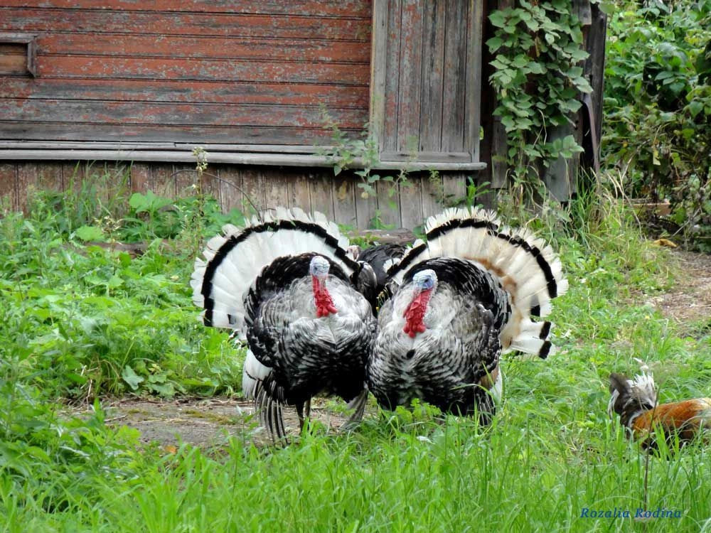 Углич город
