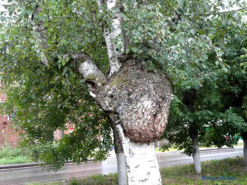 Тутаевский район