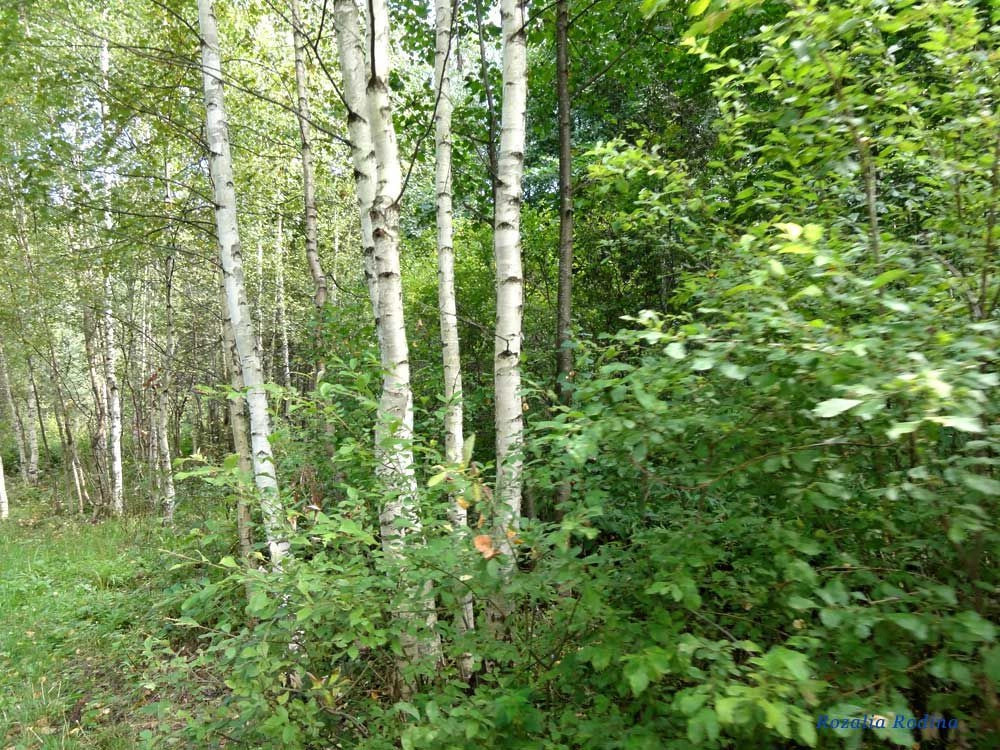 Белоглазово деревня (Городецкий р-н)