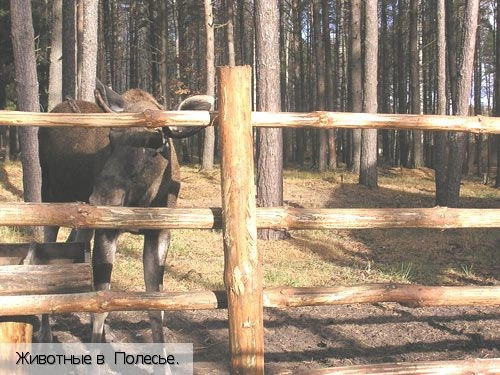 Орловская обл.