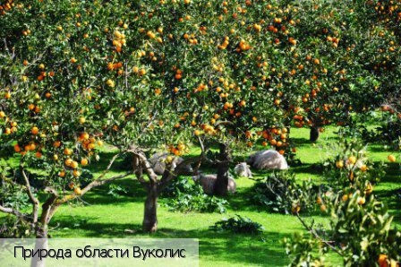 Вуколис