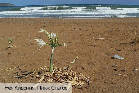 Неа Кидония