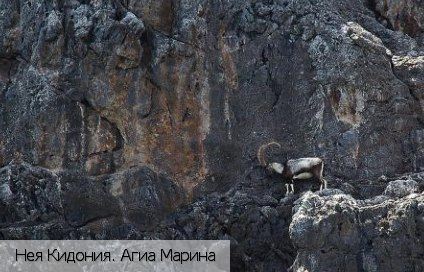 Неа Кидония