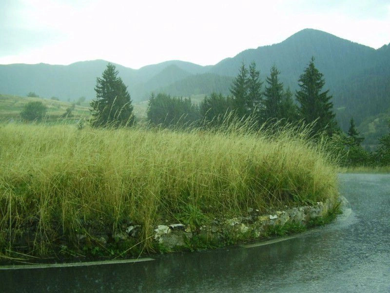 Гела