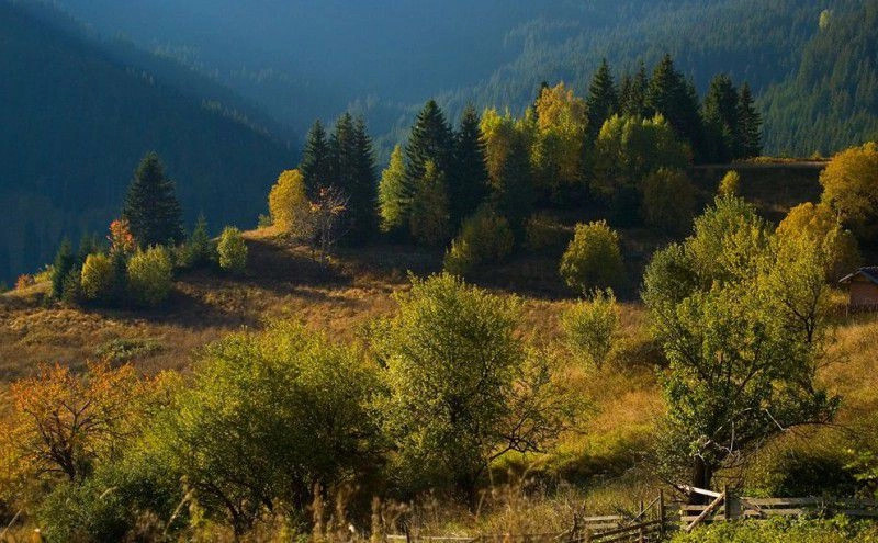 Гела