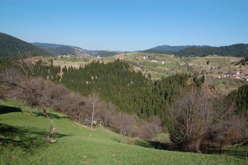 Гела