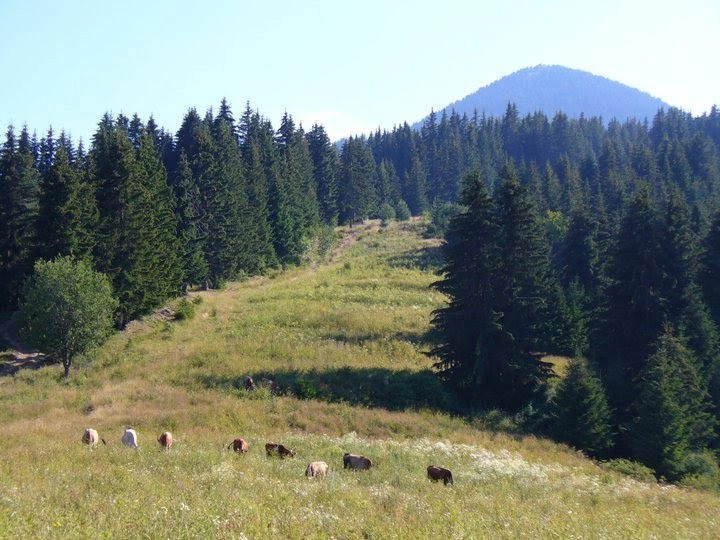 Гела