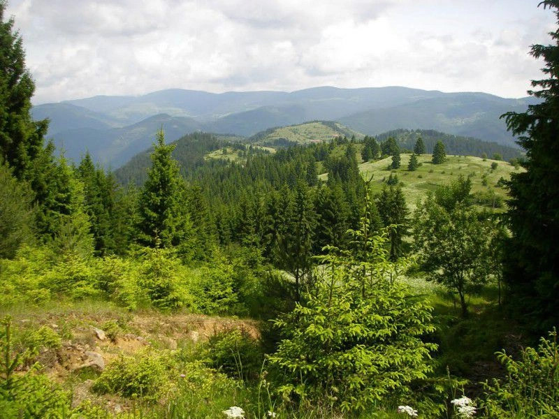 Гела