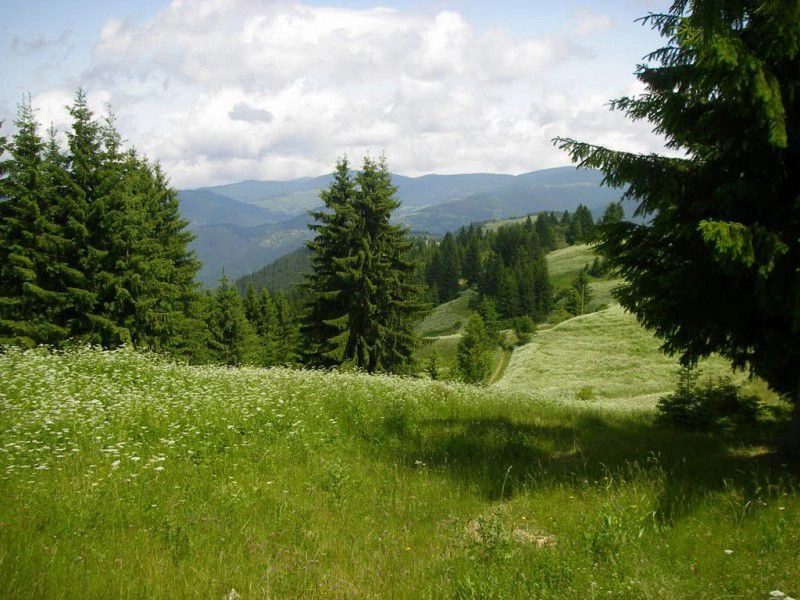 Гела