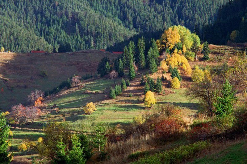 Гела