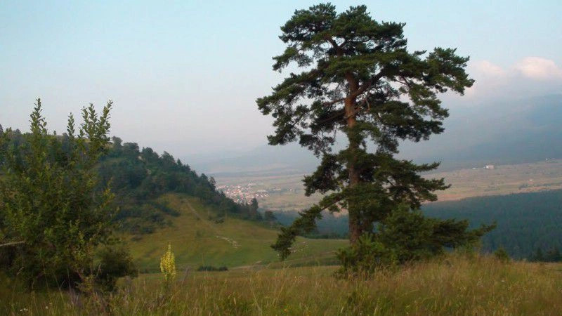 Говедарци