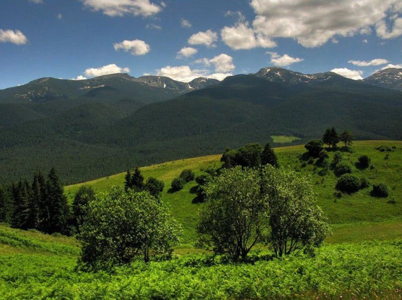 Говедарци