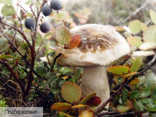 Чукотский АО