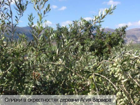Ласити