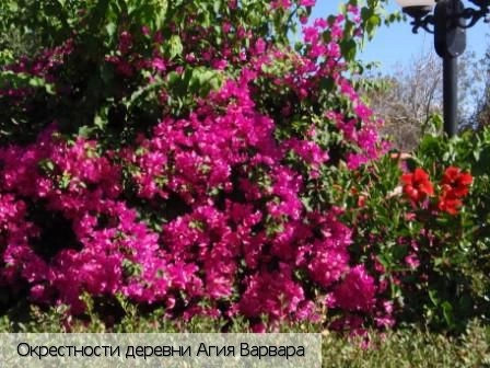 Ласити