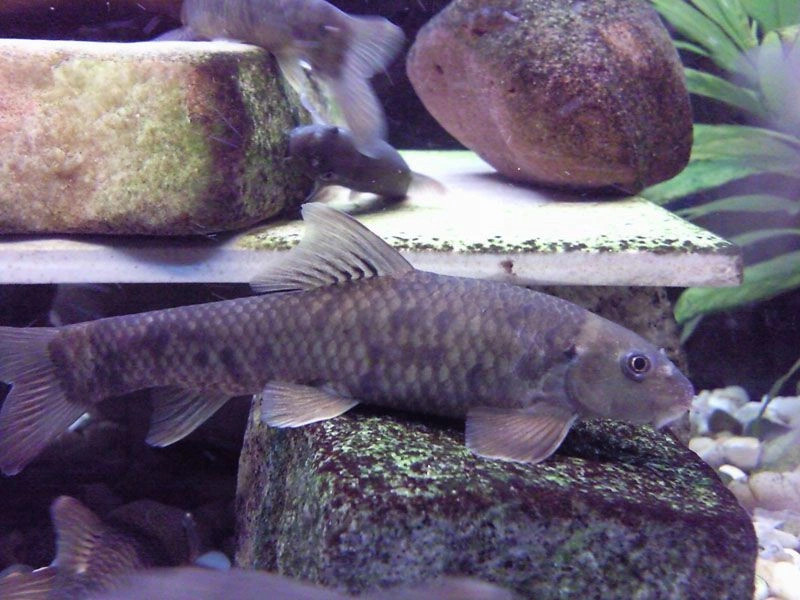 Кангал