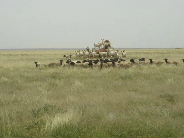 Гаароди