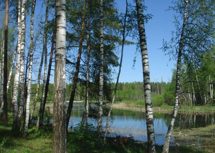 Новониколаевский поселок (Выгоничский р-н)