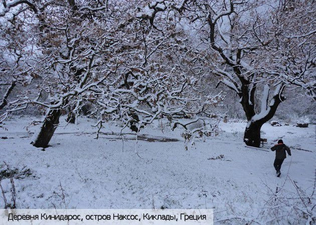 Кинидарос