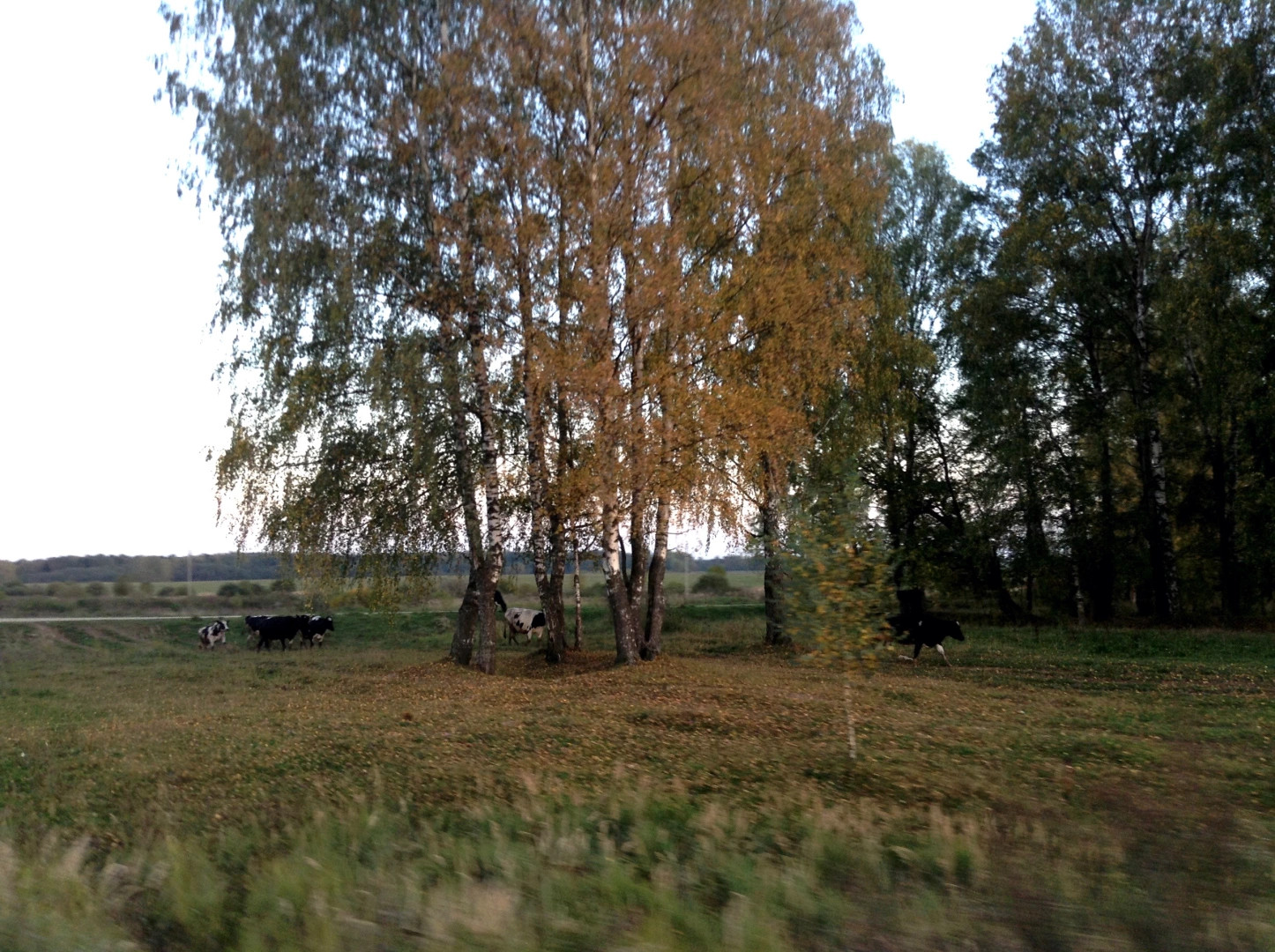 Паньковское сельское поселение