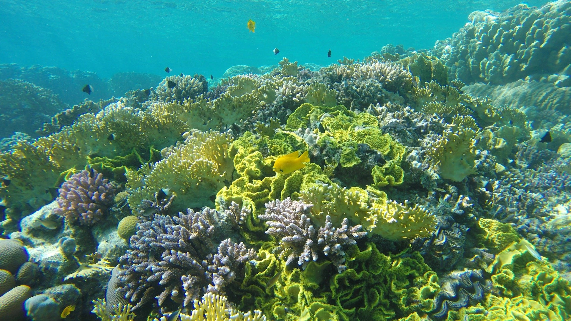Красное Море регион