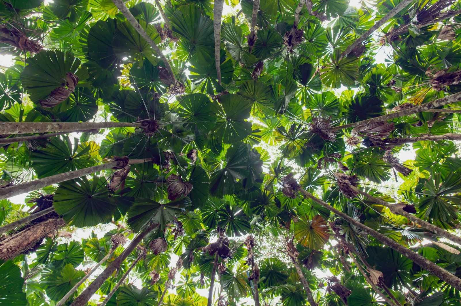 Крайне-северный р-н Квинсленда