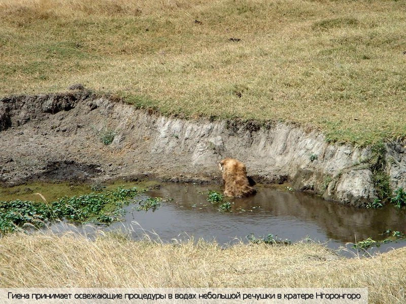 Заповедник Нгоронгоро