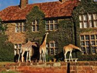  Giraffe Manor Boutique