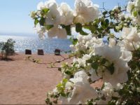  Bedouin Star Ras Shetan area