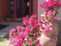  El jardГ­n de Anabelle