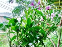  At Ease Residence Suvarnabhumi