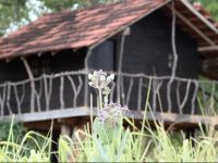  Eagles Wings Guest House Habarana